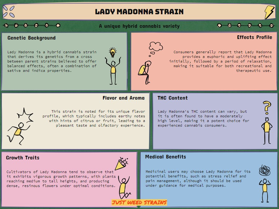 lady madonna strain